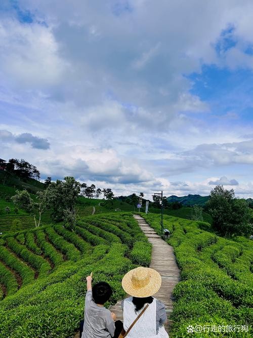 雨前茶园的晨曦，捕捉自然灵感，打造特有香水之旅